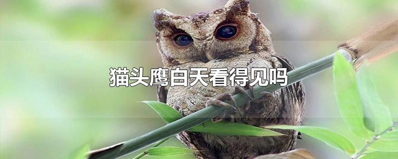 猫头鹰白天看得见吗-最新猫头鹰白天看得见吗整理解答