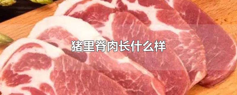 猪里脊肉长什么样-最新猪里脊肉长什么样整理解答