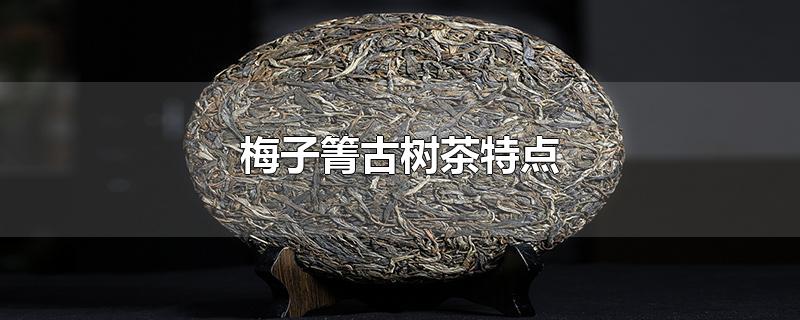 梅子箐古树茶特点