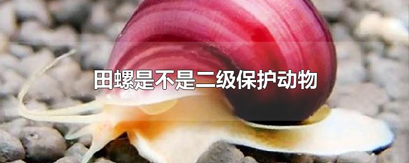 田螺是不是二级保护动物