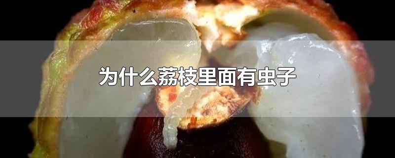 为什么荔枝里面有虫子-最新为什么荔枝里面有虫子整理解答