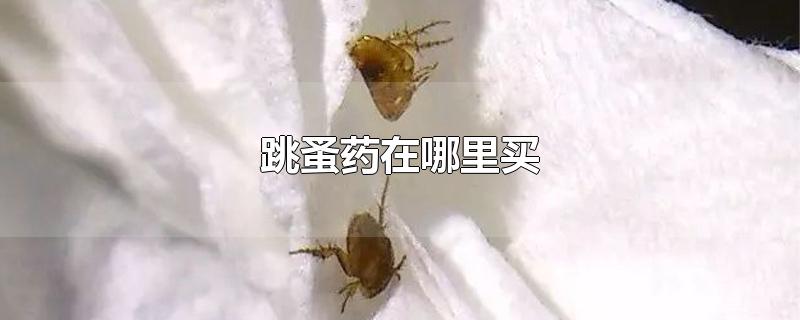 跳蚤药在哪里买