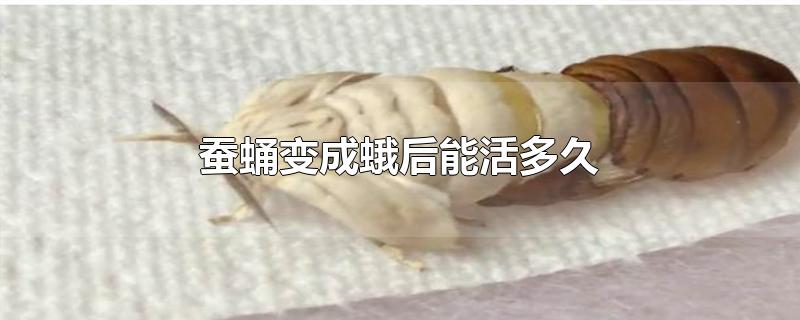 蚕蛹变成蛾后能活多久