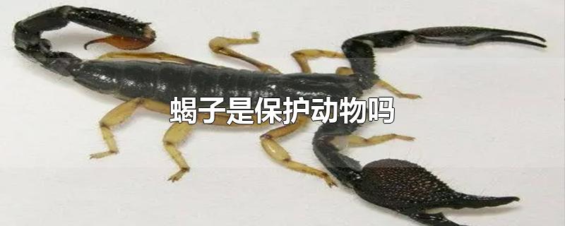 蝎子是保护动物吗