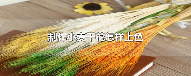 制作小麦干花怎样上色