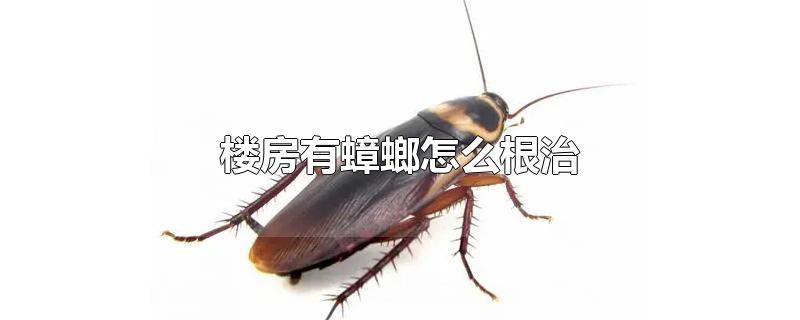 楼房有蟑螂怎么根治