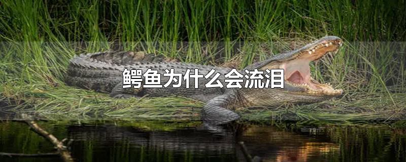 鳄鱼为什么会流泪