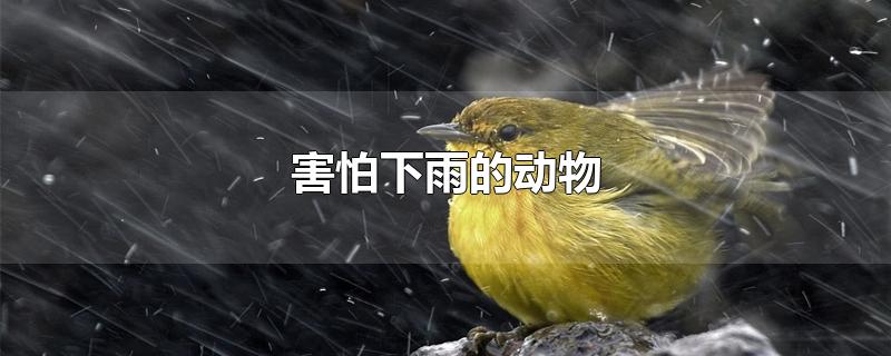 害怕下雨的动物-最新害怕下雨的动物整理解答