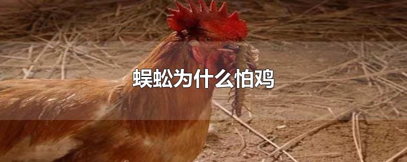 蜈蚣为什么怕鸡-最新蜈蚣为什么怕鸡整理解答