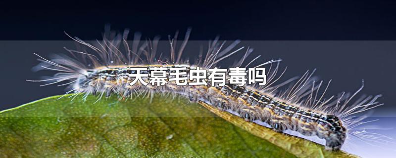 天幕毛虫有毒吗-最新天幕毛虫有毒吗整理解答