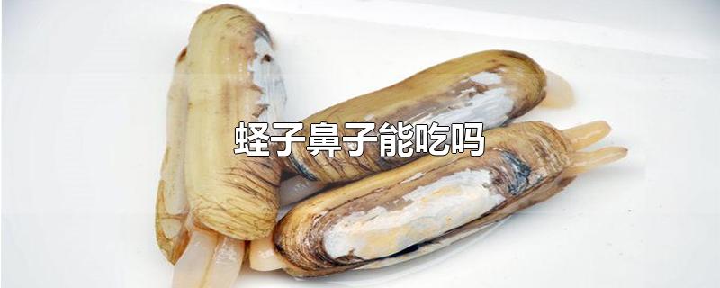 蛏子鼻子能吃吗-最新蛏子鼻子能吃吗整理解答