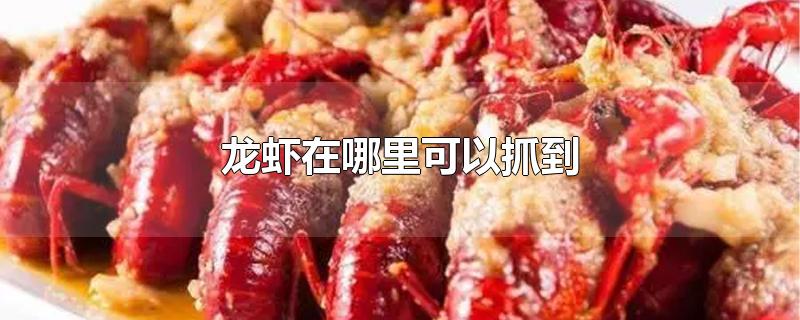 龙虾在哪里可以抓到-最新龙虾在哪里可以抓到整理解答