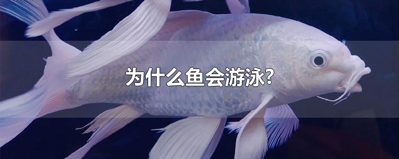 为什么鱼会游泳?-最新为什么鱼会游泳?整理解答