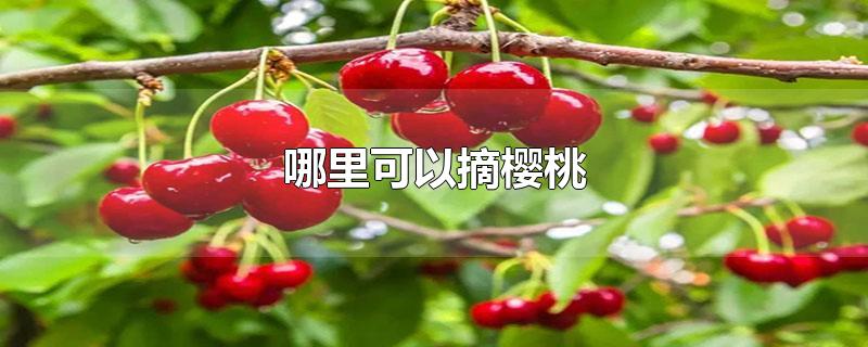 哪里可以摘樱桃-最新哪里可以摘樱桃整理解答