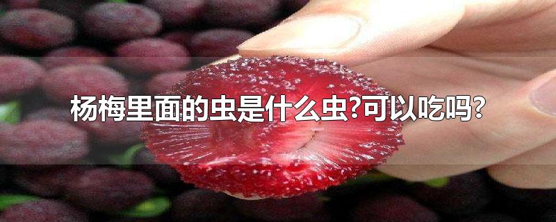 杨梅里面的虫是什么虫?可以吃吗?-最新杨梅里面的虫是什么虫?可以吃吗?整理解答