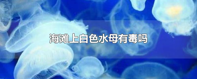 海滩上白色水母有毒吗-最新海滩上白色水母有毒吗整理解答