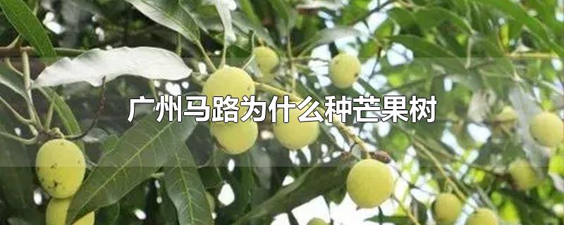 广州马路为什么种芒果树-最新广州马路为什么种芒果树整理解答