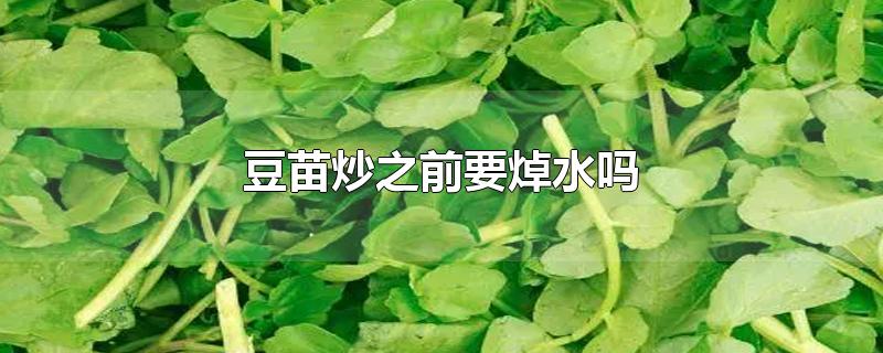 豆苗炒之前要焯水吗-最新豆苗炒之前要焯水吗整理解答