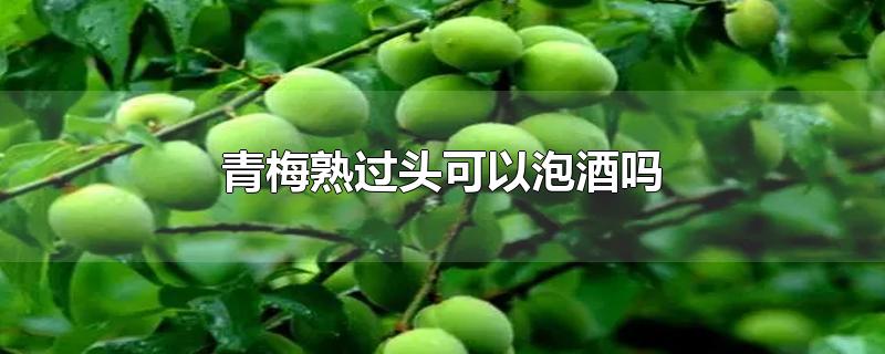 青梅熟过头可以泡酒吗-最新青梅熟过头可以泡酒吗整理解答