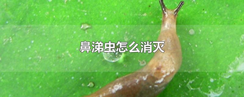 鼻涕虫怎么消灭