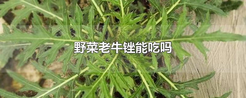 野菜老牛锉能吃吗-最新野菜老牛锉能吃吗整理解答