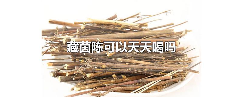 藏茵陈可以天天喝吗