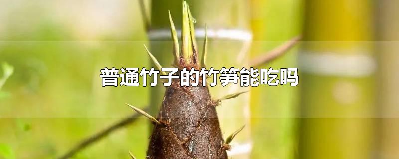 普通竹子的竹笋能吃吗-最新普通竹子的竹笋能吃吗整理解答