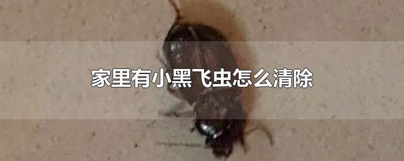 家里有小黑飞虫怎么清除