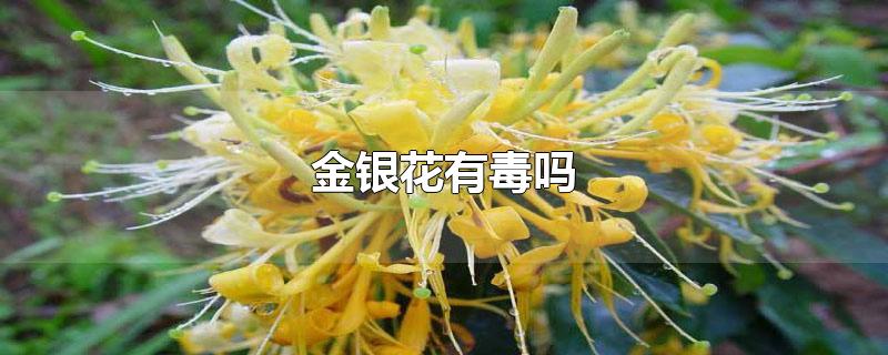 金银花有毒吗