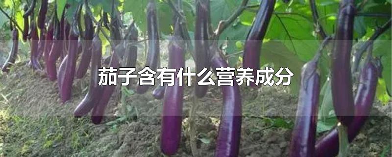 茄子含有什么营养成分