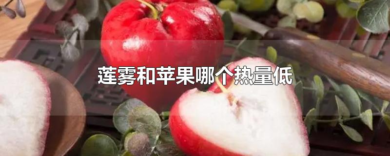 莲雾和苹果哪个热量低-最新莲雾和苹果哪个热量低整理解答