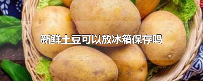 新鲜土豆可以放冰箱保存吗-最新新鲜土豆可以放冰箱保存吗整理解答