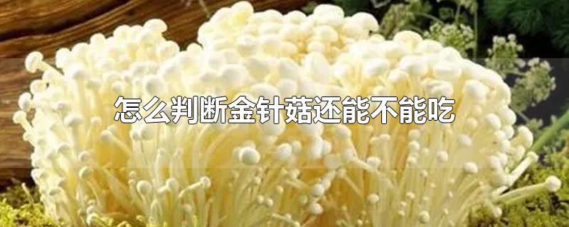 怎么判断金针菇还能不能吃-最新怎么判断金针菇还能不能吃整理解答