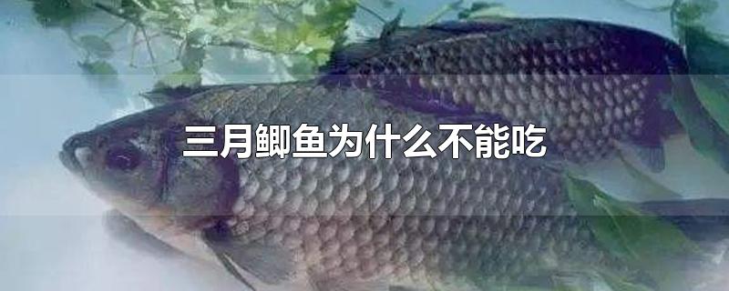 三月鲫鱼为什么不能吃