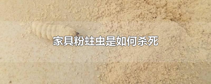 家具粉蛀虫是如何杀死