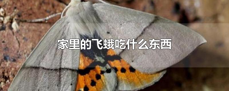 家里的飞蛾吃什么东西