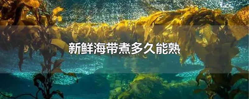 新鲜海带煮多久能熟-最新新鲜海带煮多久能熟整理解答