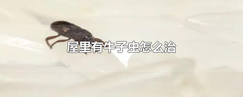 屋里有牛子虫怎么治