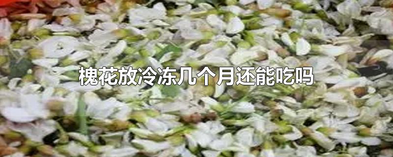 槐花放冷冻几个月还能吃吗