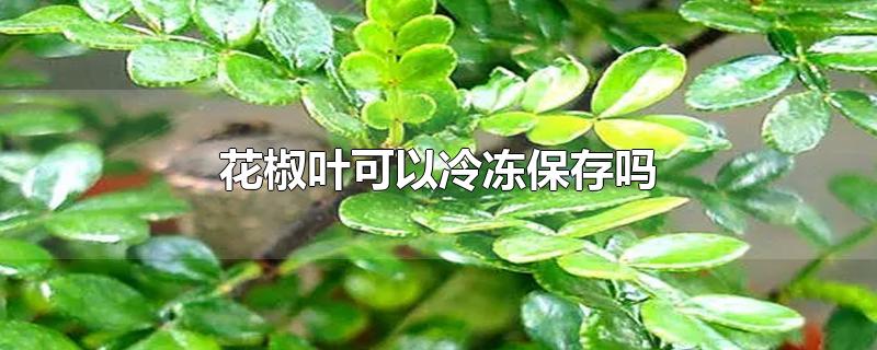 花椒叶可以冷冻保存吗