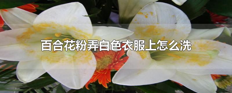 百合花粉弄白色衣服上怎么洗-最新百合花粉弄白色衣服上怎么洗整理解答