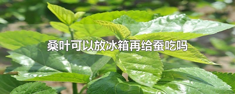 桑叶可以放冰箱再给蚕吃吗