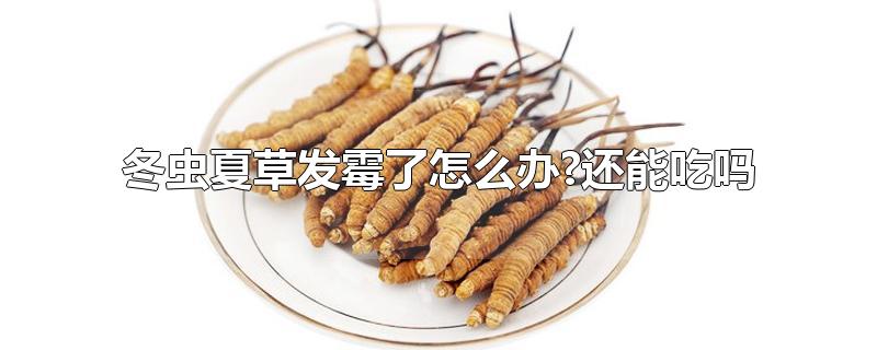 冬虫夏草发霉了怎么办?还能吃吗-最新冬虫夏草发霉了怎么办?还能吃吗整理解答