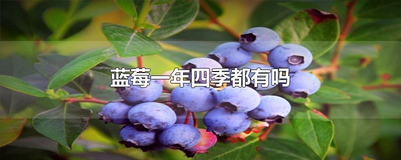 蓝莓一年四季都有吗-最新蓝莓一年四季都有吗整理解答