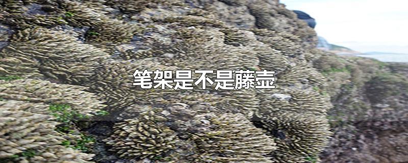 笔架是不是藤壶-最新笔架是不是藤壶整理解答