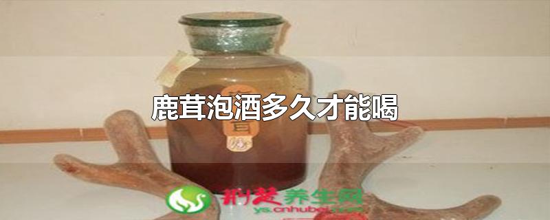 鹿茸泡酒多久才能喝-最新鹿茸泡酒多久才能喝整理解答