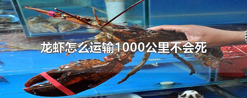 龙虾怎么运输1000公里不会死-最新龙虾怎么运输1000公里不会死整理解答