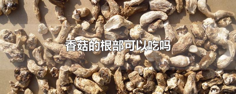 香菇的根部可以吃吗-最新香菇的根部可以吃吗整理解答