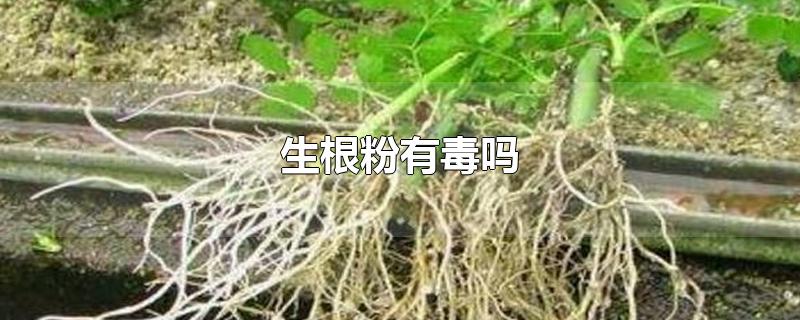 生根粉有毒吗