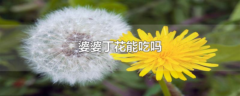 婆婆丁花能吃吗-最新婆婆丁花能吃吗整理解答